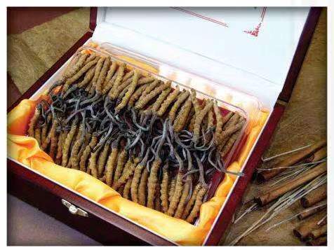 临翔冬虫夏草回收